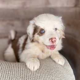 Ella-full natural tail and blue eyes likely - Red merle female Australian Shepherd puppy in Penrose, Colorado from Best Friend Aussies