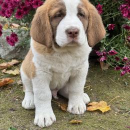 Quake - Brown and white male Saint Berdoodle puppy in Traverse City, Michigan from Bare Paws Saint Berdoodles