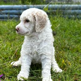 Poodles from Poodles of Valor