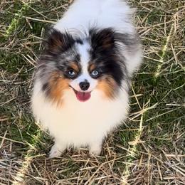 Lacey - Pomeranian