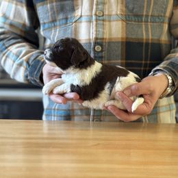 Girl 3 - Brown female Lagotto Romagnolo puppy in Sugar Valley, Georgia from Pinnacle Farm and Kennel