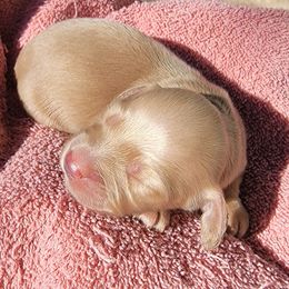 BRANDI - Cream female Dachshund puppy in Fort Worth, Texas from Chadwick Farms Mini Dachshunds
