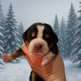 Tan- TBD - Black, white and red female Greater Swiss Mountain Dog puppy in Everett, Pennsylvania from Sweet Stream Swissies