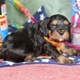 Dash - Black and tan male Cavapoo puppy in Murray, Utah from Good Looking Dogs
