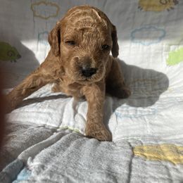 Goldendoodle Puppies from Cassie Farms