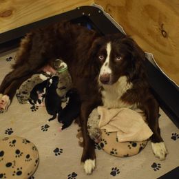 Australian Shepherd Puppies from Faith Built Ranch