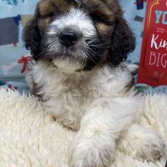 Assorted Doodle Crosses, Australian Shepherds, Bernedoodles, and Saint Berdoodles from Donciedoodlesohio.com