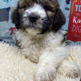 Assorted Doodle Crosses, Australian Shepherds, Bernedoodles, and Saint Berdoodles from Donciedoodlesohio.com