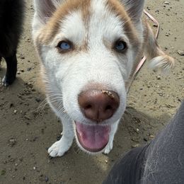 Siberian Husky Puppies from Young Orchard Siberians