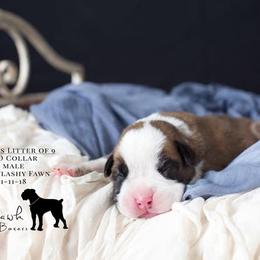 Boxer Puppies from Hawk Creek Boxers