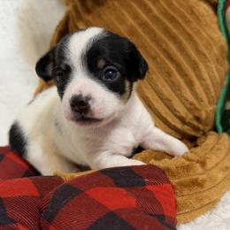 Annie - Black and white female Chihuahua puppy in Amity, Pennsylvania from Rhoda and Verna
