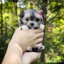 Korean Babydoll Marigold - Gold female Morkie puppy in Barren Springs, Virginia from Seeking Shalom Acres Maltese, Maltipoos & Havamalts
