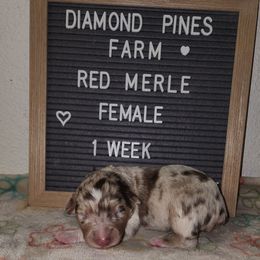 Maroon - Red merle female Australian Shepherd puppy in Camp Verde, Arizona from Diamond Pines Farm