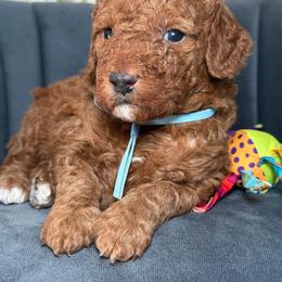 Fluffy - Red  male Goldendoodle puppy in Yuciapa, California from AlltheDoodlez_