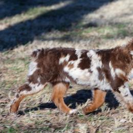 Andi - Toy Australian Shepherd