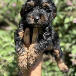 Vick - Black and gold male Yorkipoo puppy in Henderson, North Carolina from Dorans Danes and Doodles