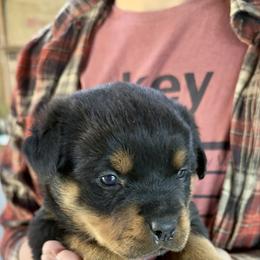 Titan - Black and mahogany male Rottweiler puppy in Gloster, Mississippi from Mississippi Rottweilers