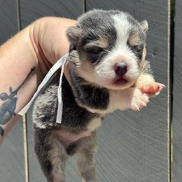 Biscuit (white) - Blue male Pembroke Welsh Corgi puppy in East Oakdale, California from Rhettro Kennels