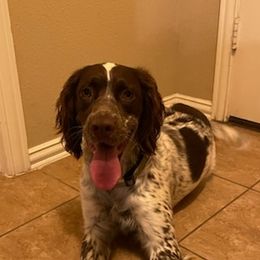 English Springer Spaniels from Hat Creek Springers