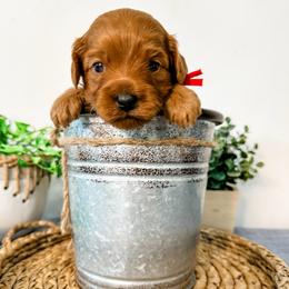 Ross - Red male Cavapoo puppy in Pleasant Grove, Utah from Destination Doodles