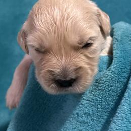 Prince - Light golden male Golden Retriever puppy in Ennis, Texas from Amberidge Golden Retrievers