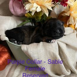 Purple collar - Sable female German Shepherd puppy in Saint Charles, Missouri from Lowemond German Shepherds