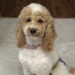 Opal - Goldendoodle