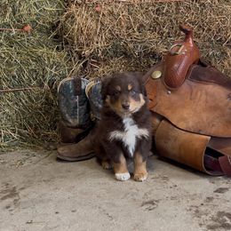 April - Red tri-color female Australian Shepherd puppy in St Clair, Michigan from Kayla's Aussies