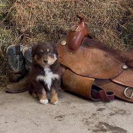 April - Red tri-color female Australian Shepherd puppy in St Clair, Michigan from Kayla's Aussies