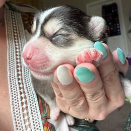 Pomsky Puppies from Proper Rose Pomskies