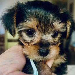 Vic Damone - Black and tan male Yorkshire Terrier puppy in Bakersfield, California from Central Valley Yorkies
