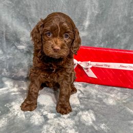 Ghirardelli - Chocolate male Australian Labradoodle puppy in Avon, Indiana from Forever Friends Labradoodles