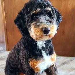 Bernedoodles, Goldendoodles, and Poodles from Anam Cara Pups