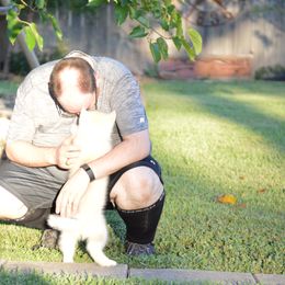 Shiba Inu and Siberian Husky Puppies from Mirage Siberians