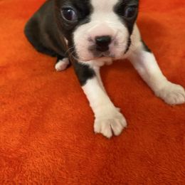 Jameson AKC - Boston Terrier puppy from Boston Kup Breeders