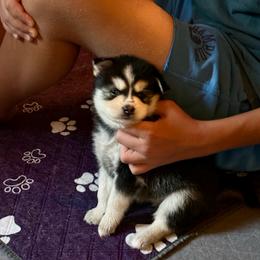 Nova - Tri-color female Pomsky puppy in Titusville, Florida from River Enz Pomskies