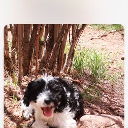 Sheepadoodle Puppies from Kings Doodles