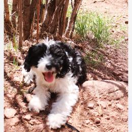 Sheepadoodle Puppies from Kings Doodles