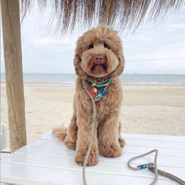 Australian Labradoodle and Labradoodle Puppies from Doodles_Ko