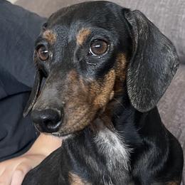 Nova - Dachshund