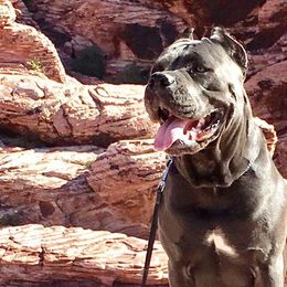 Cane Corso from Triple H Cane Corso