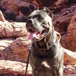 Cane Corso from Triple H Cane Corso