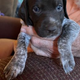 German Shorthaired Pointer Puppies from Wagoner GSP's