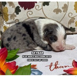 Skybar - Blue merle male Australian Shepherd puppy in Bethany, Connecticut from Wynter Thyme Manor Australian shepherds