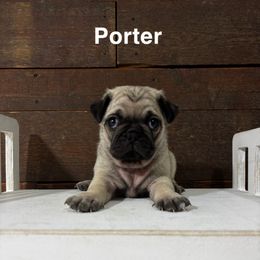 Pug Puppies from Eva Schwartz