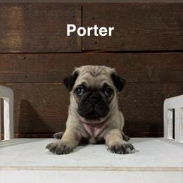 Pug Puppies from Eva Schwartz