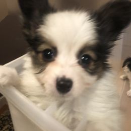 Papillon Puppies from A Breed Apart Papillons