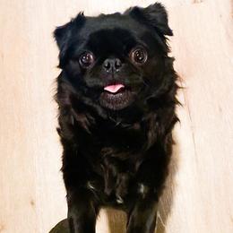 Pepper - Pug