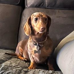 Sadie - Dachshund