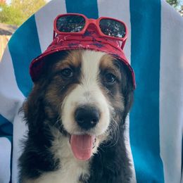 Rizzo - Tri-color Bernedoodle puppy in Beaumont, Texas from Bluemoon Bernedoodles
